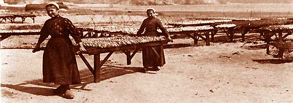 Schage des sardines