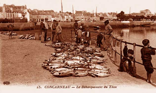 Débarquement du thon