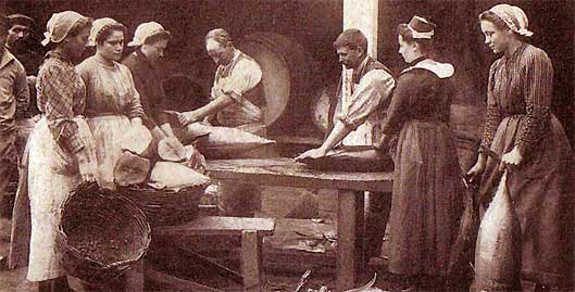 Travail du thon à l'usine